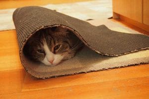 Kat op tapijt